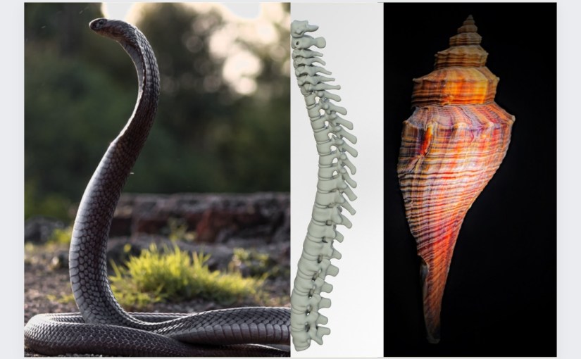 कुंडलिनी वामन भगवान बनके शुक्राचार्य की द्वैतरूपी आंख फोड़ती&nbsp;है