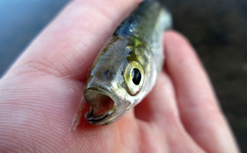 कुंडलिनी शक्ति काठ की मछली के साथ गड्ढे में प्रवेश करके वहां शिव की पूजा करने से क्रियाशील होती&nbsp;है