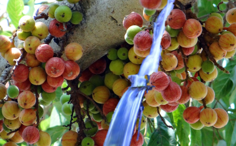 कुंडलिनी शक्ति ही गंगा नदी जल के रूप में गूलर के वृक्ष की टहनी से निकली&nbsp;होगी